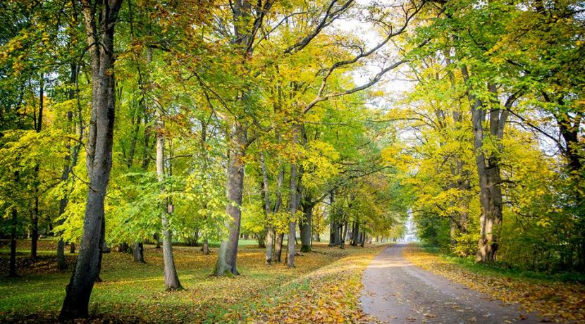 PARK DWORSKI W JEZUPOVA (POL. JÓZEFOWO) I ŚCIEŻKA MARII