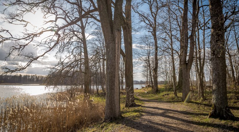 MEDUMŲ PARKAS