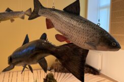 Naujenes novadpētniecības muzejs un Dabas informācijas centrs