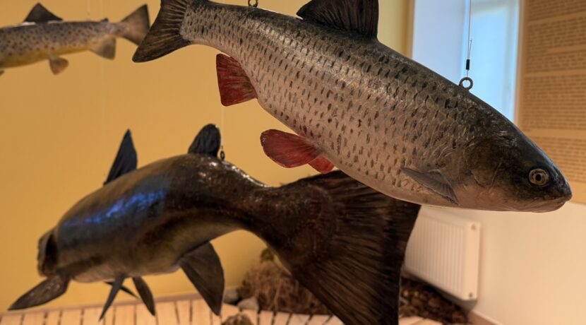 Naujenes novadpētniecības muzejs un Dabas informācijas centrs