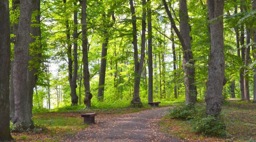 Medumi Park and walking trail