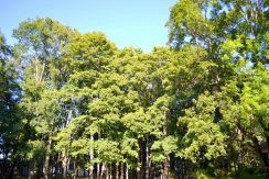 PARK DES LANDGUTS VABOLE