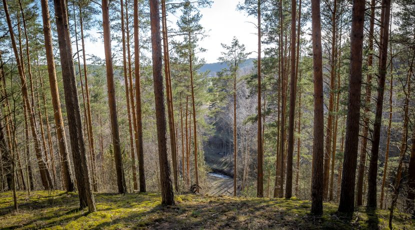 Markova Mound and Cognitive Trail