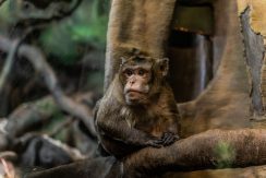 Latgalos zoologijos sodas