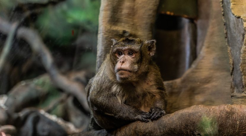 Latgalos zoologijos sodas