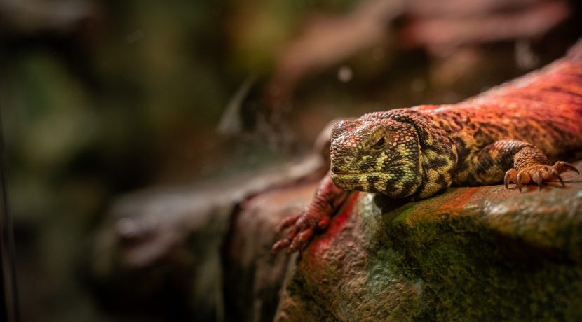 Latgalos zoologijos sodas