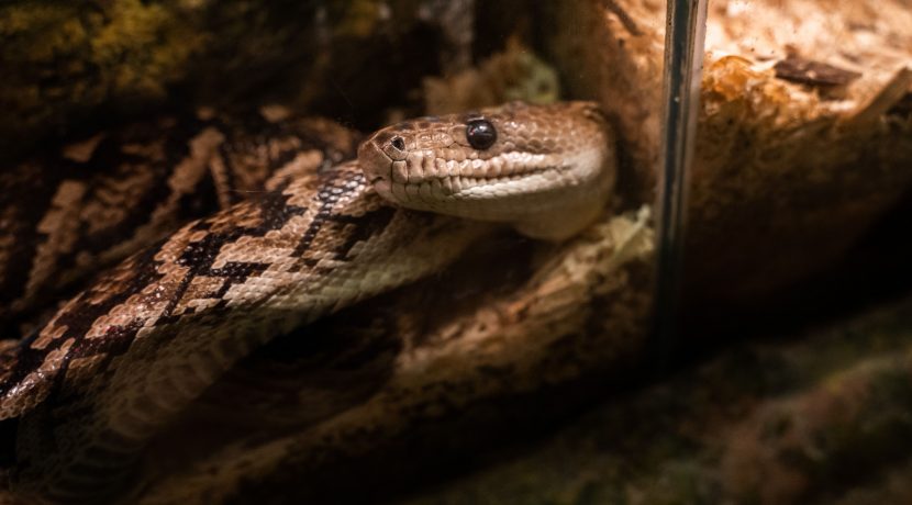 Łatgalski Ogród Zoologiczny