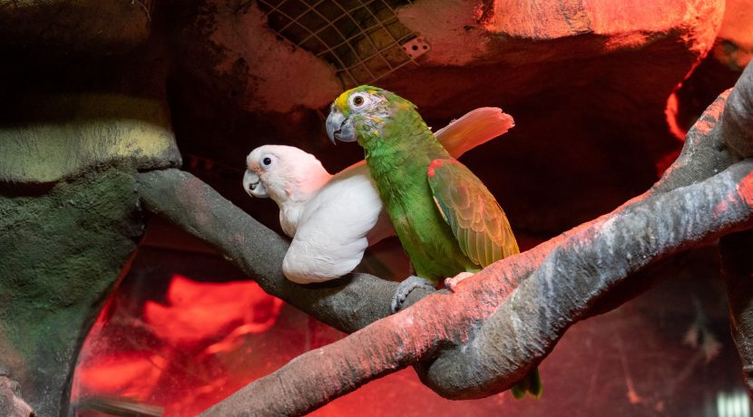 Łatgalski Ogród Zoologiczny