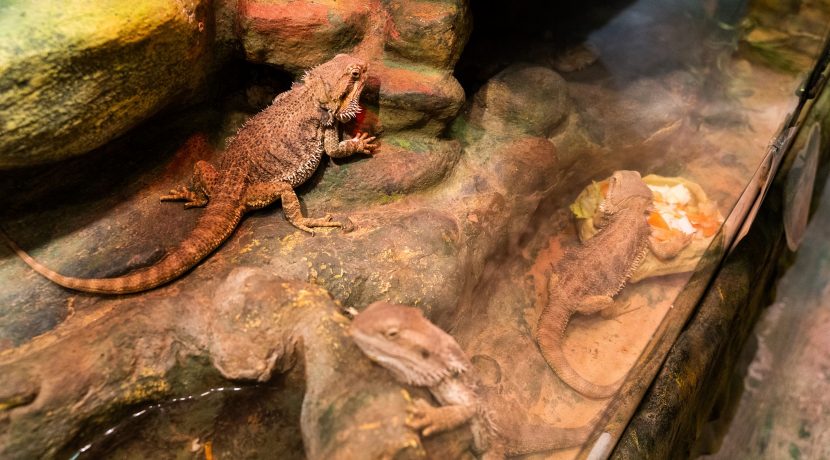 Latgalos zoologijos sodas