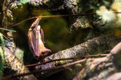 Latgalos zoologijos sodas