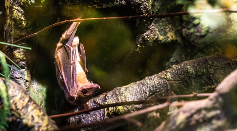 Latgalos zoologijos sodas