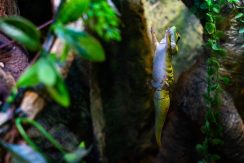 Latgalos zoologijos sodas