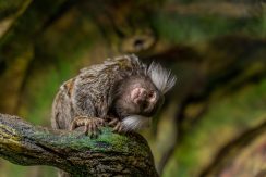 Latgalos zoologijos sodas