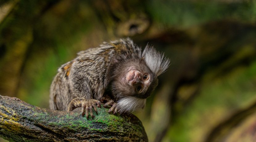 Latgalos zoologijos sodas