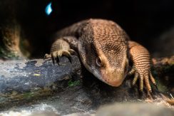 Latgalos zoologijos sodas