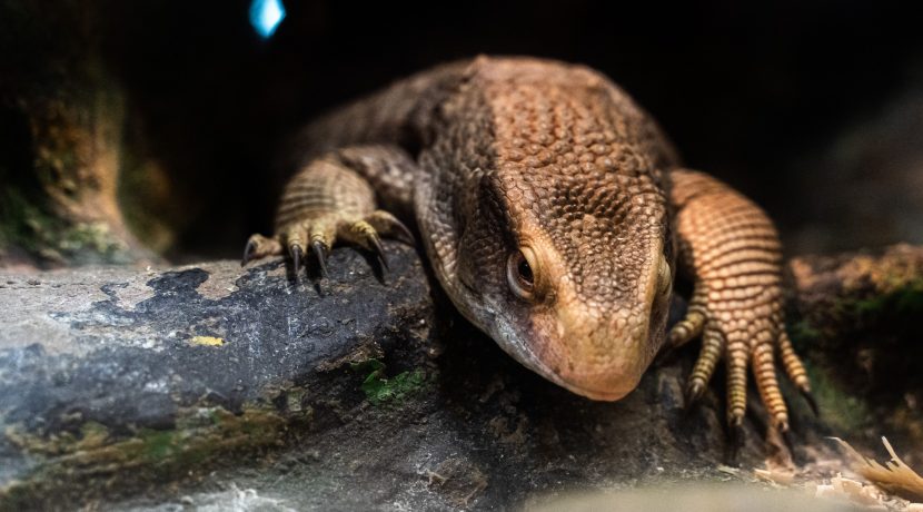 Latgalos zoologijos sodas