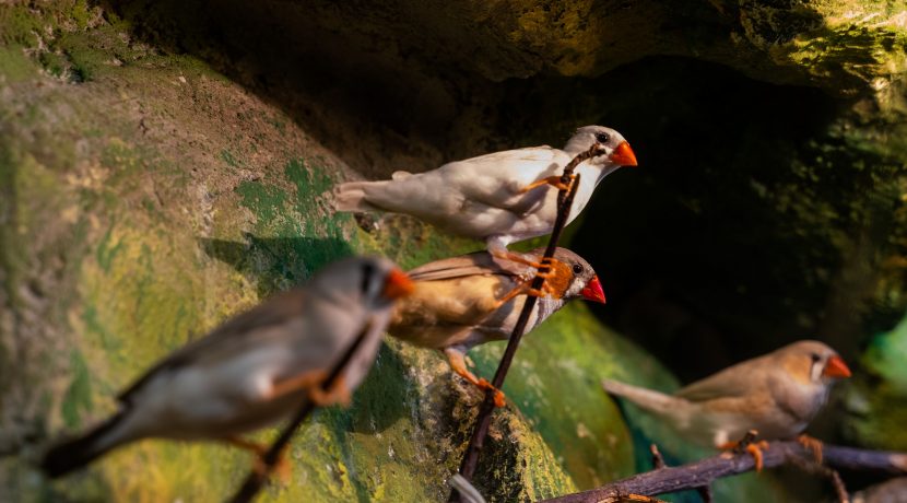 Latgalos zoologijos sodas