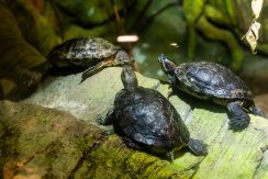 Latgalos zoologijos sodas