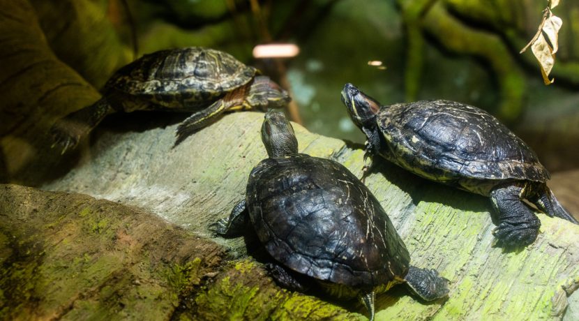 Latgalos zoologijos sodas