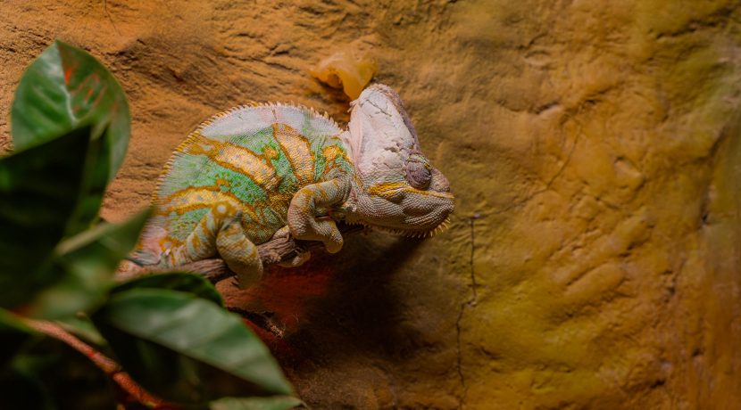 Latgalos zoologijos sodas