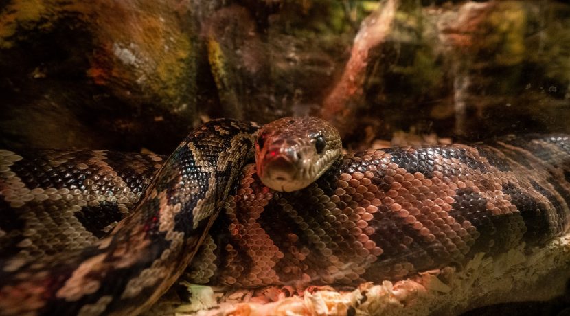 Latgalos zoologijos sodas