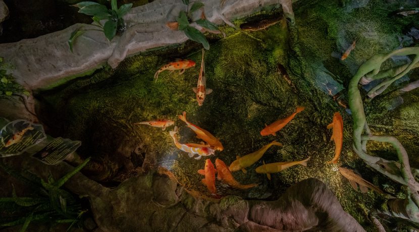 Latgalos zoologijos sodas