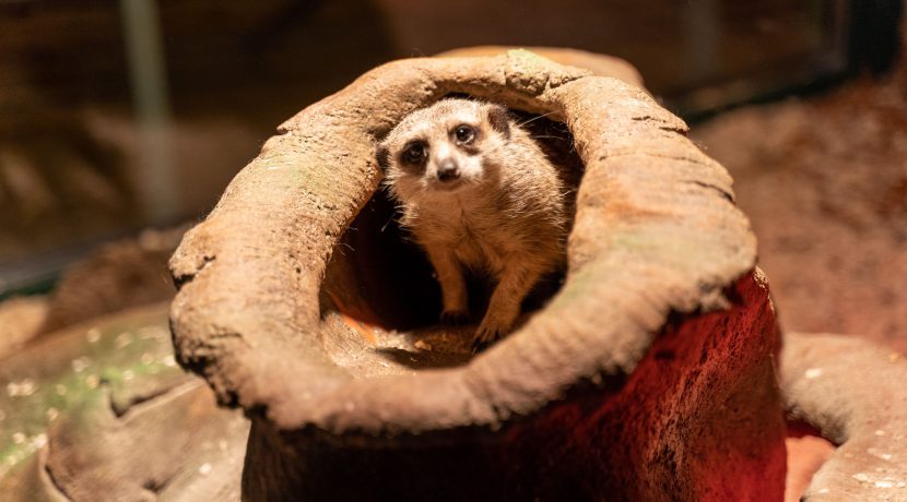 Latgalos zoologijos sodas