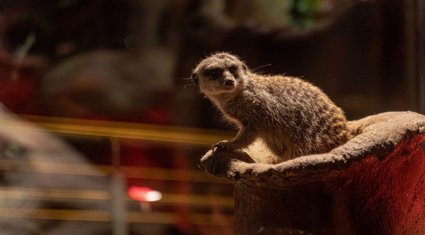 Łatgalski Ogród Zoologiczny