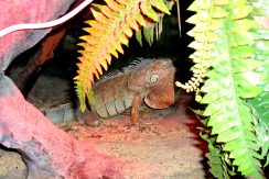 Latgalos zoologijos sodas