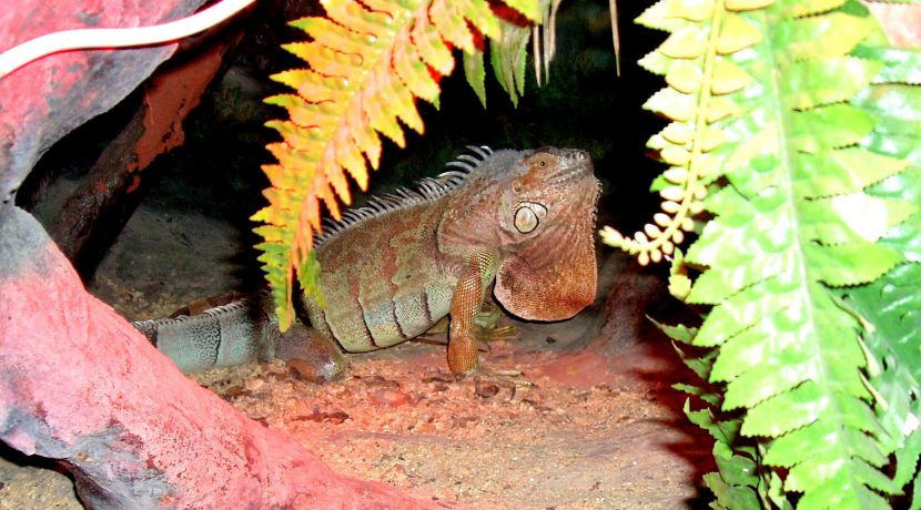 Latgalos zoologijos sodas