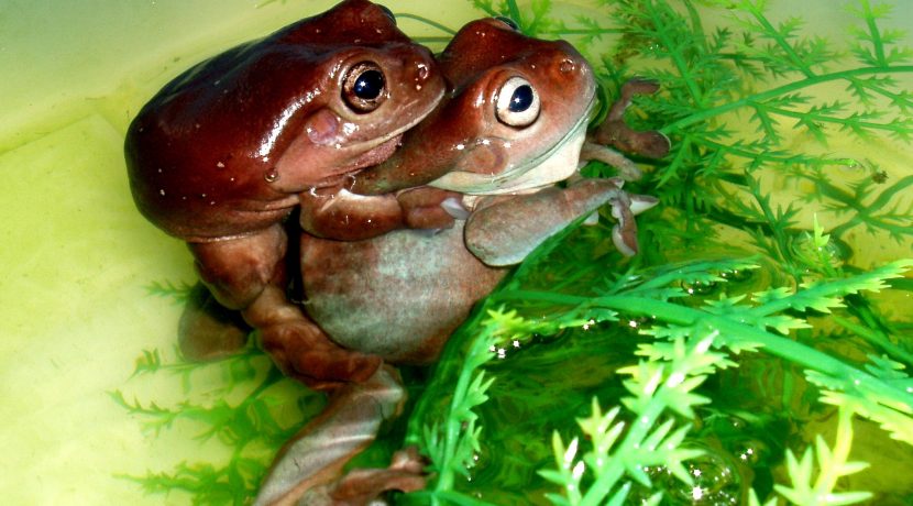 Latgalos zoologijos sodas