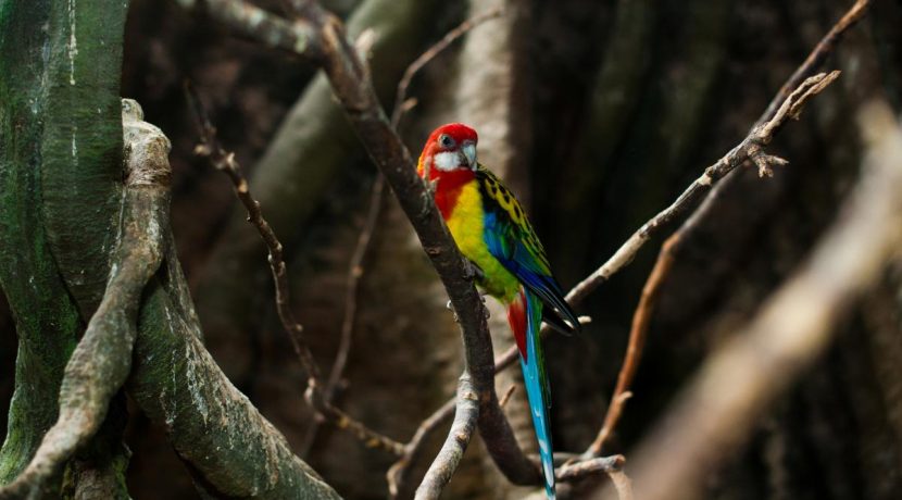 Latgalos zoologijos sodas