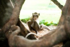 Latgalos zoologijos sodas