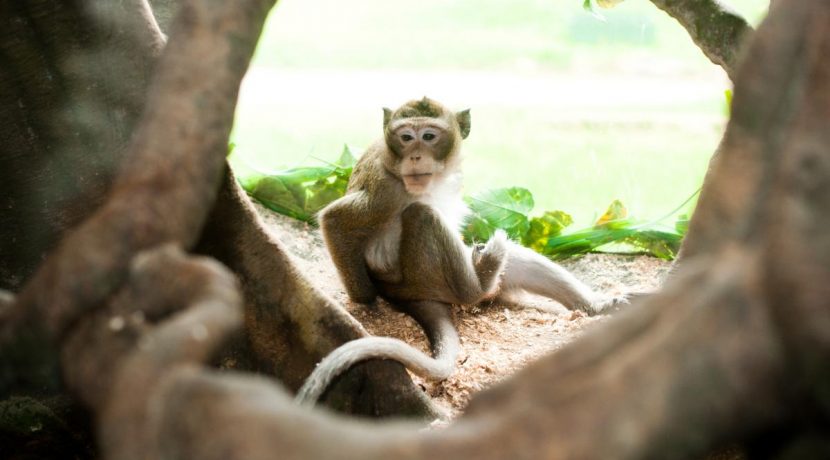 Latgalos zoologijos sodas