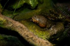 Latgalos zoologijos sodas