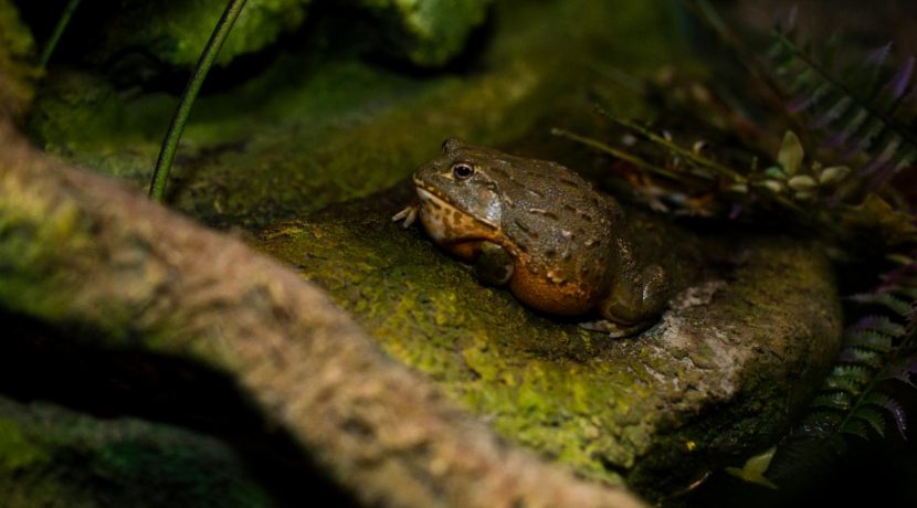 Latgalos zoologijos sodas