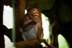 Latgalos zoologijos sodas