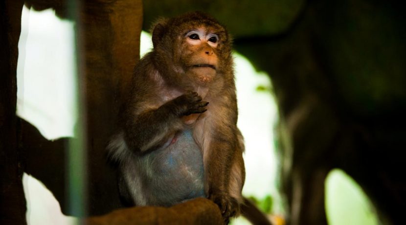 Latgalos zoologijos sodas