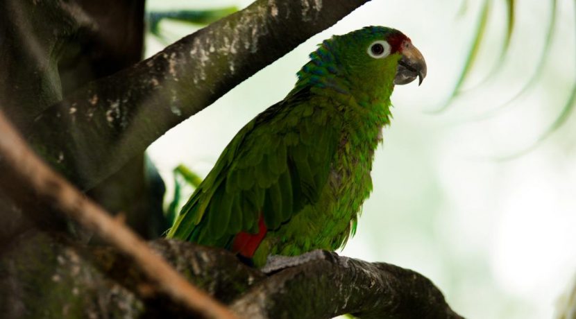 Latgalos zoologijos sodas