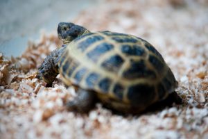 Latgales zoodārzs ir uz lielu pārmaiņu sliekšņa (VIDEO)