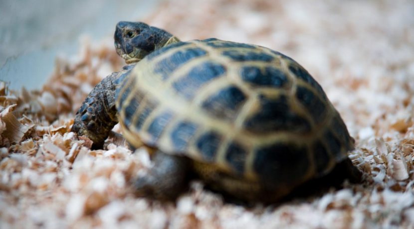 Łatgalski Ogród Zoologiczny