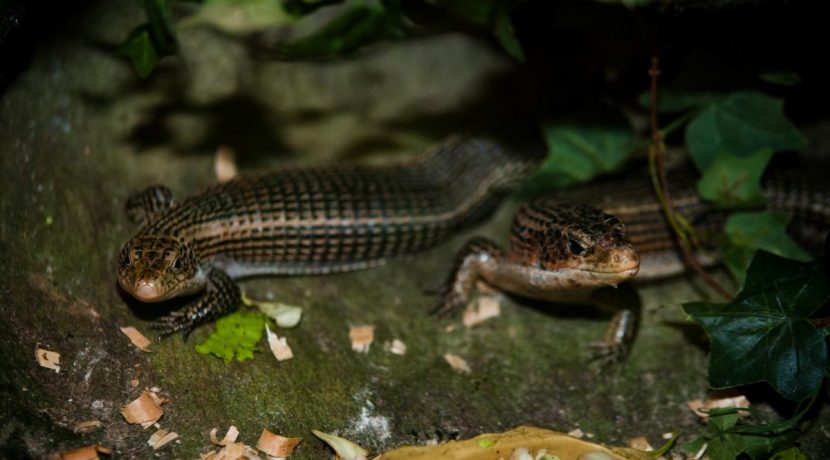 Latgalos zoologijos sodas