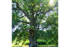 Purlande Nature Trail of Eastern Selia