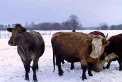 DOM GOŚCINNY „SAULES NAMS”