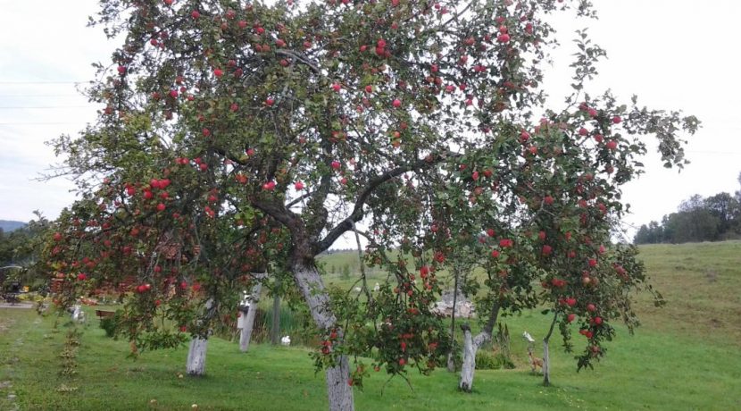 SVEČIŲ NAMAI „PUMPURI“