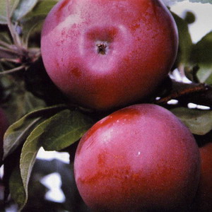 “Sēlija” orchard