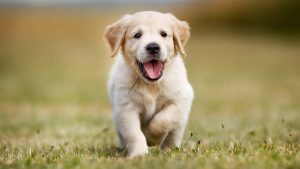 Ģimenes diena Daugavpils novadpētniecības un mākslas muzejā