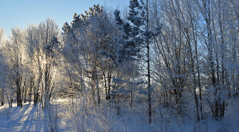 Nature Park “Daugavas Loki”