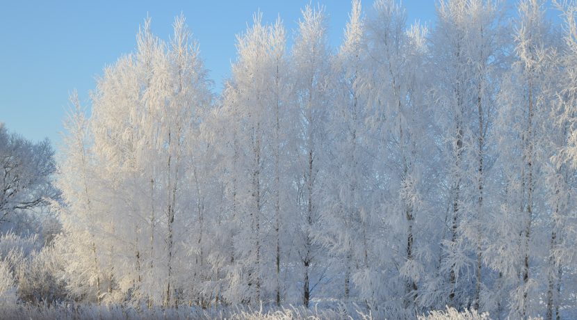 Nature Park “Daugavas Loki”