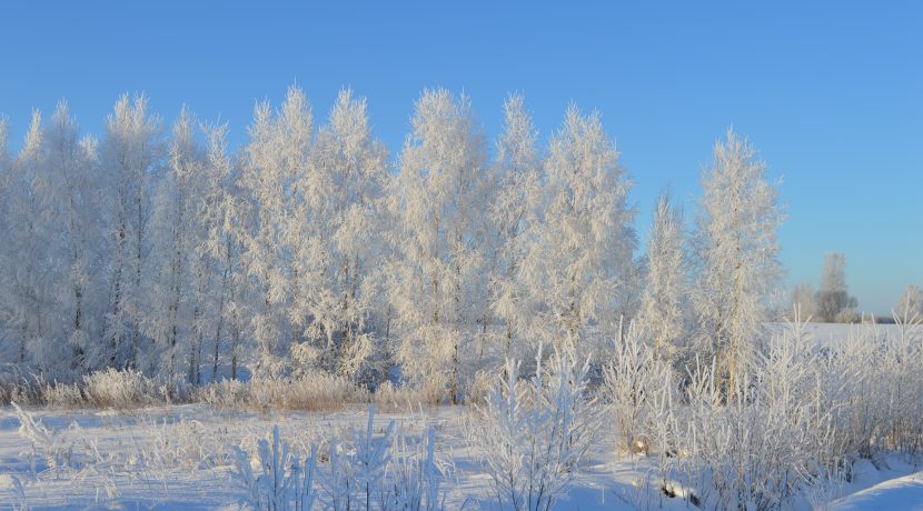 Nature Park “Daugavas Loki”